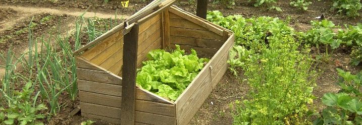 Ein Frühbeet mit Salat im Garten.